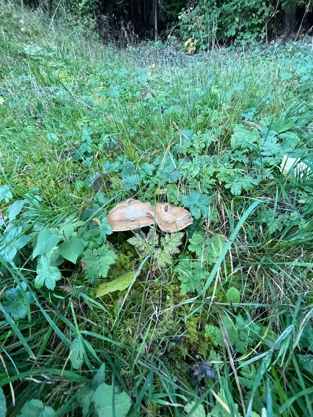 False Saffron Milkcap