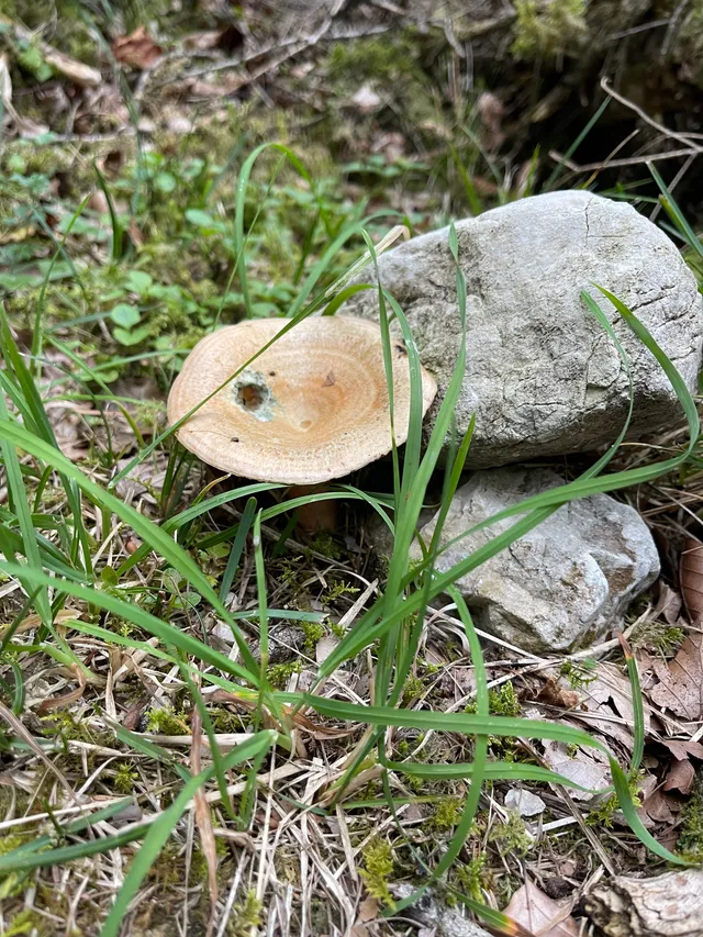 False Saffron Milkcap
