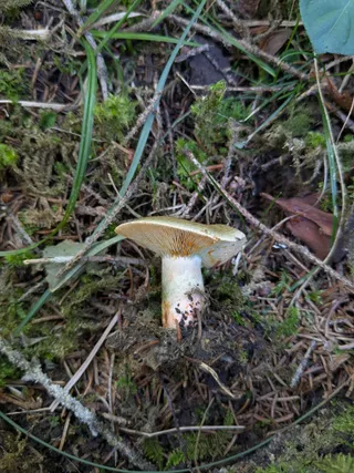 False Saffron Milkcap — 5