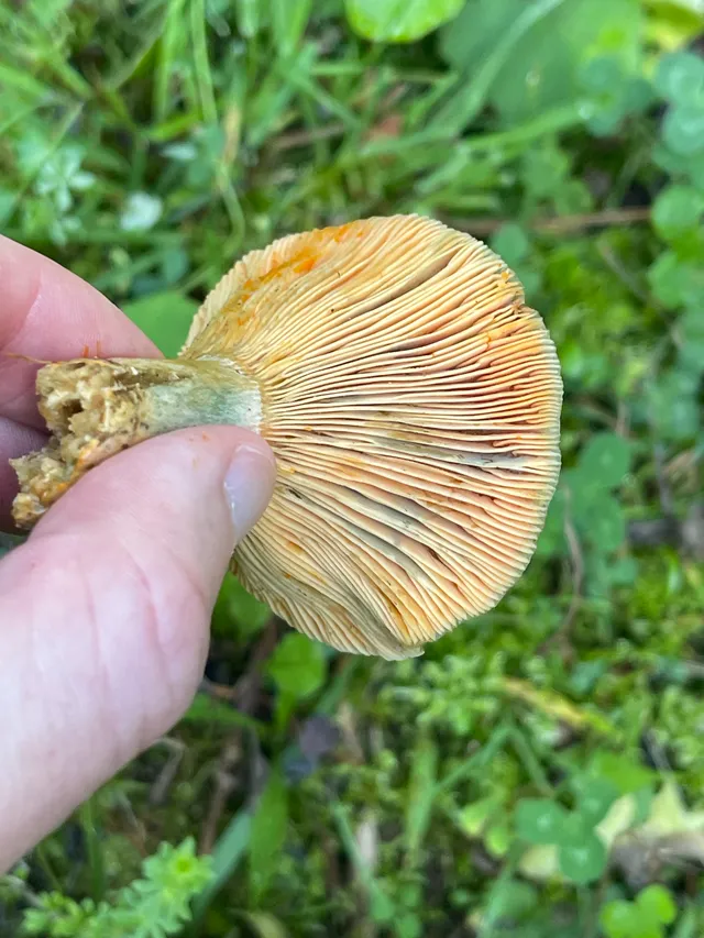 False Saffron Milkcap