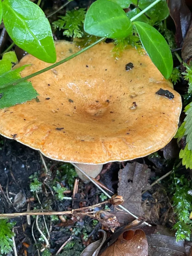 False Saffron Milkcap