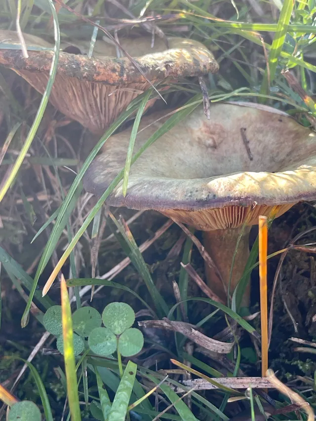 False Saffron Milkcap
