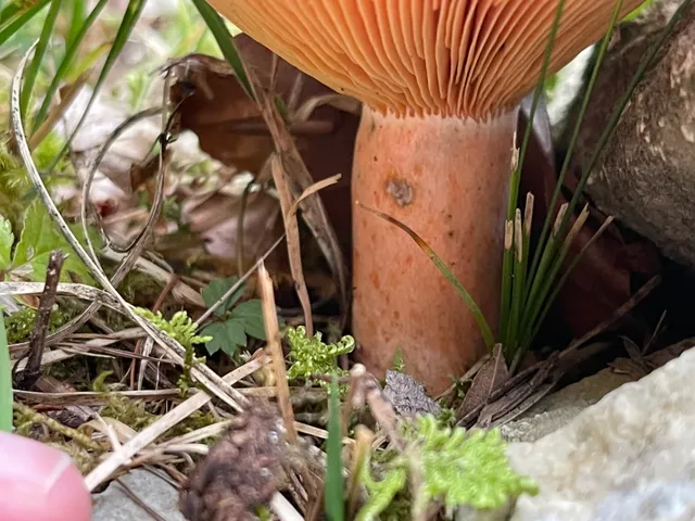 False Saffron Milkcap
