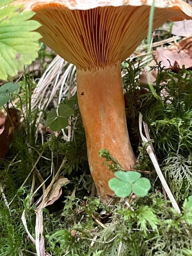False Saffron Milkcap