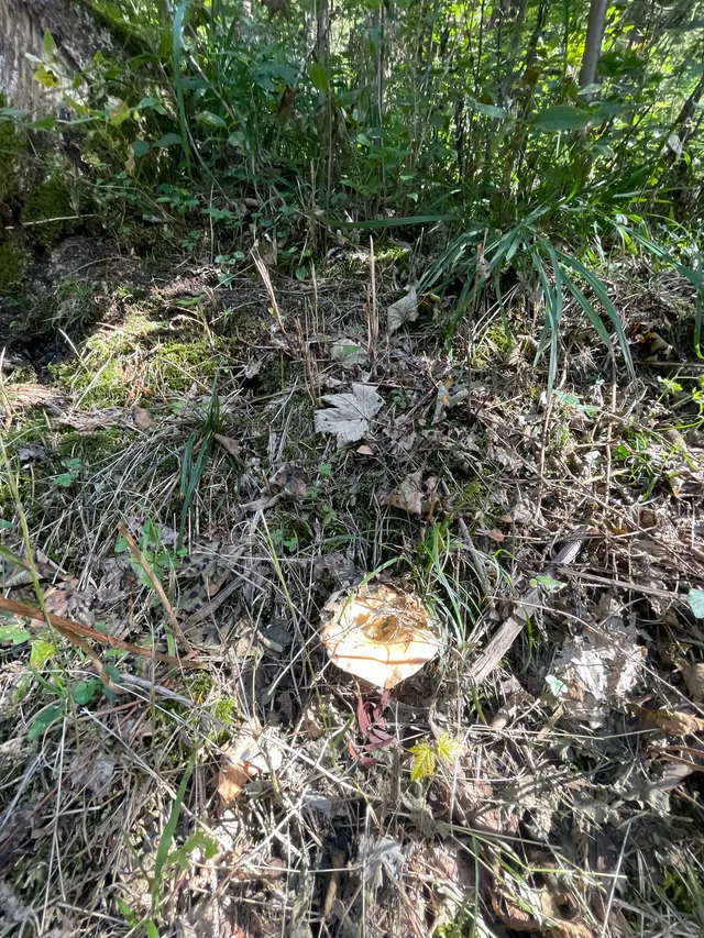 False Saffron Milkcap