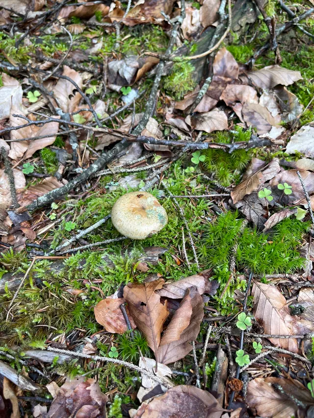 False Saffron Milkcap