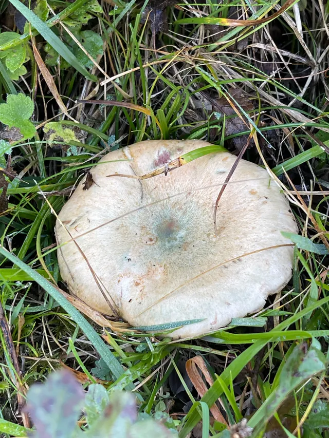 False Saffron Milkcap