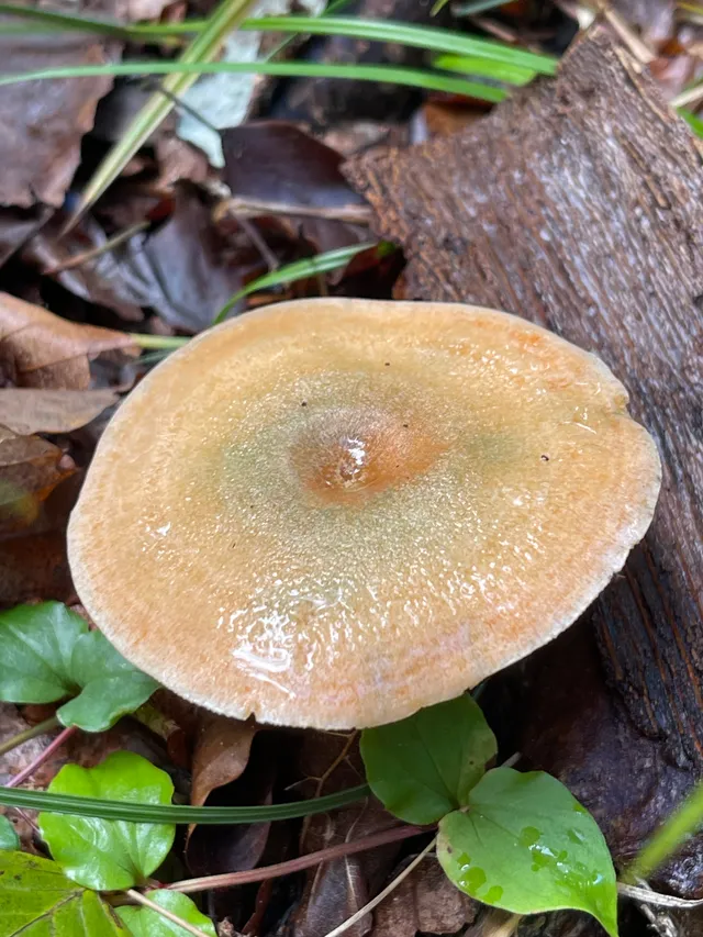 False Saffron Milkcap