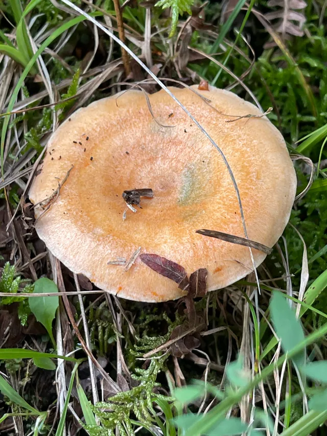 False Saffron Milkcap