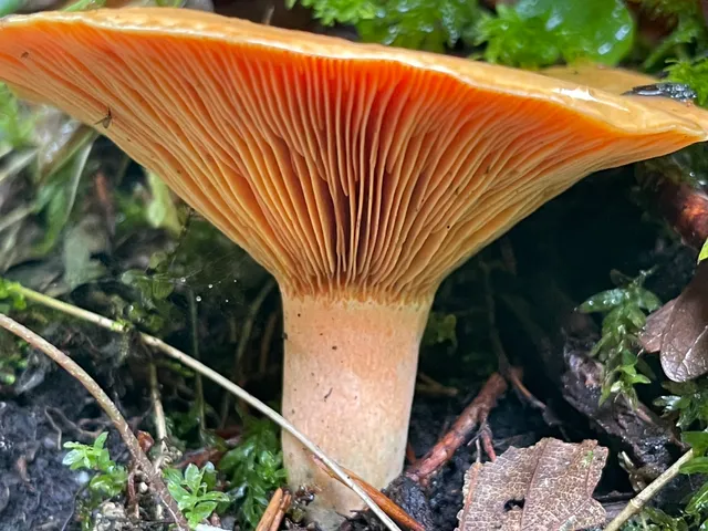 False Saffron Milkcap