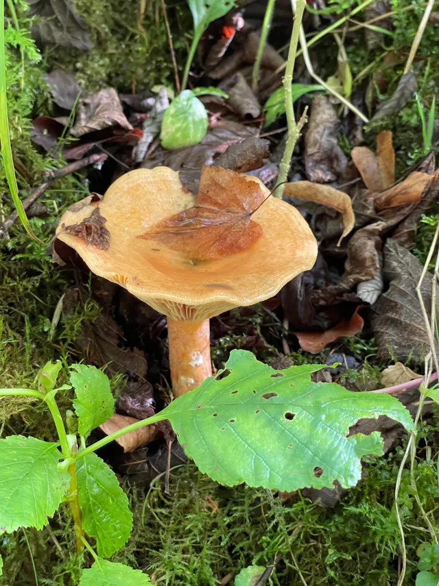 False Saffron Milkcap