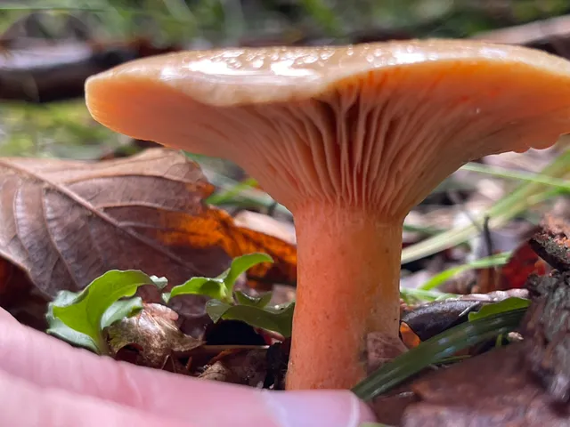 False Saffron Milkcap