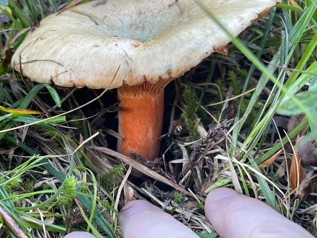 False Saffron Milkcap