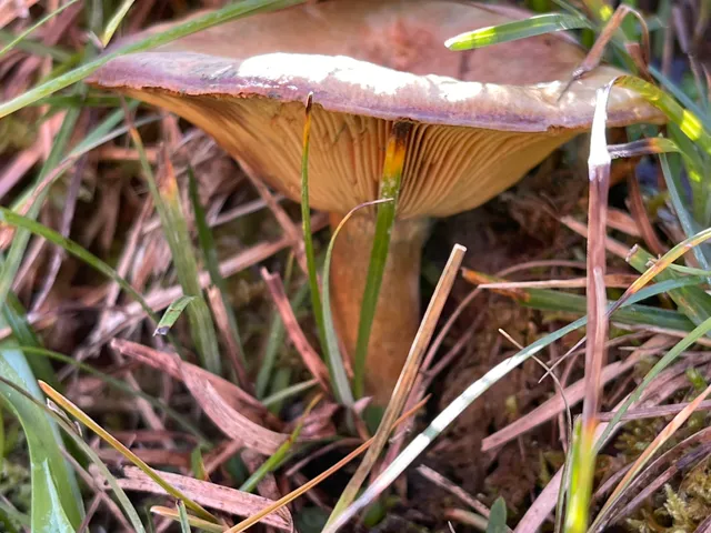 False Saffron Milkcap