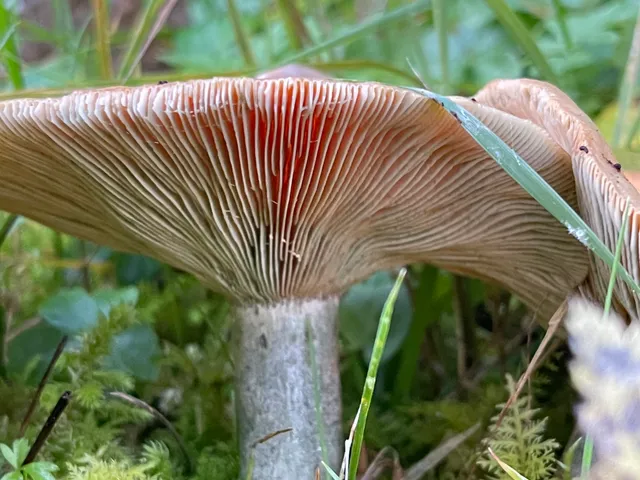 False Saffron Milkcap