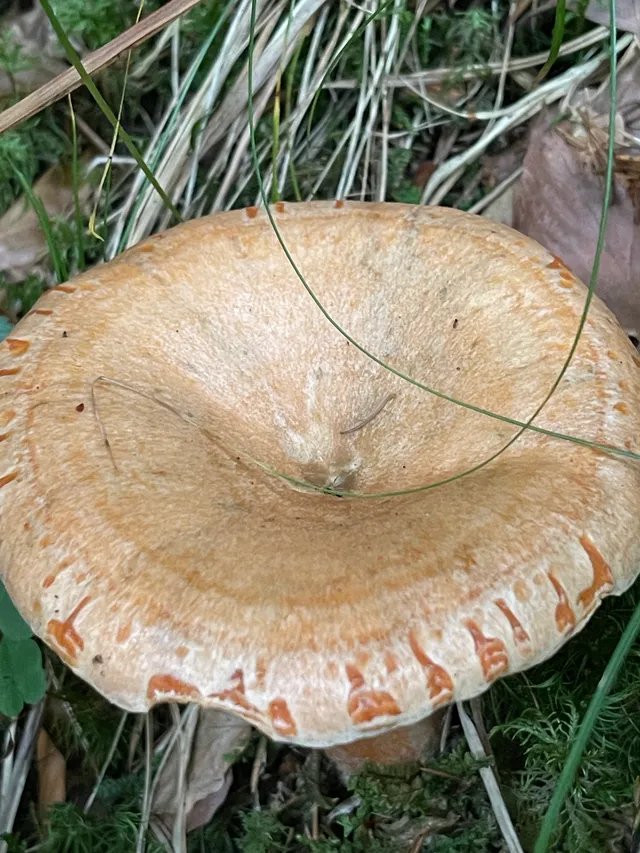 False Saffron Milkcap