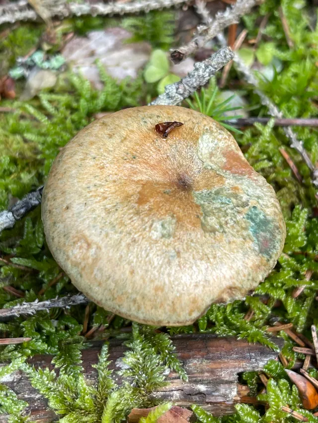 False Saffron Milkcap