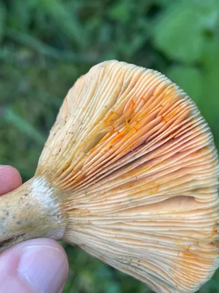False Saffron Milkcap — 3
