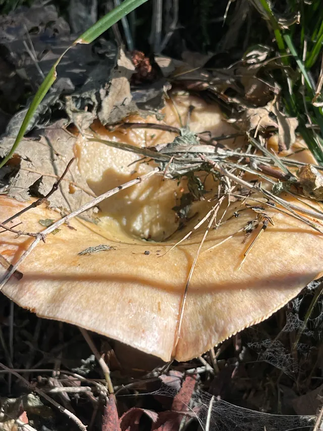 False Saffron Milkcap