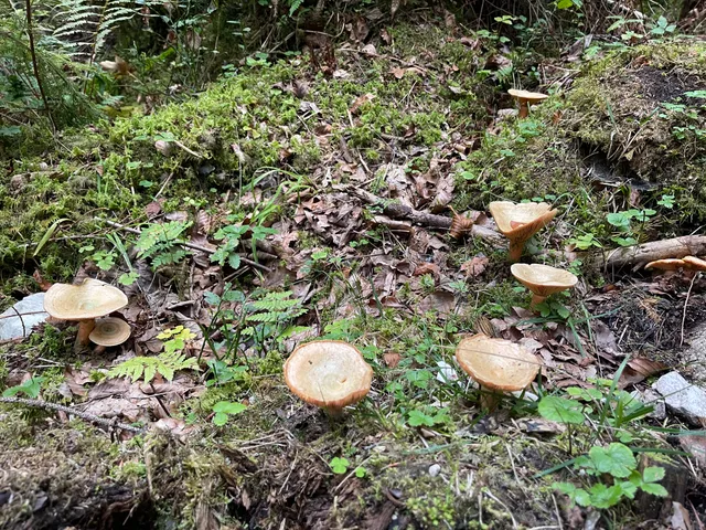 False Saffron Milkcap