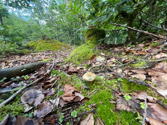 False Saffron Milkcap