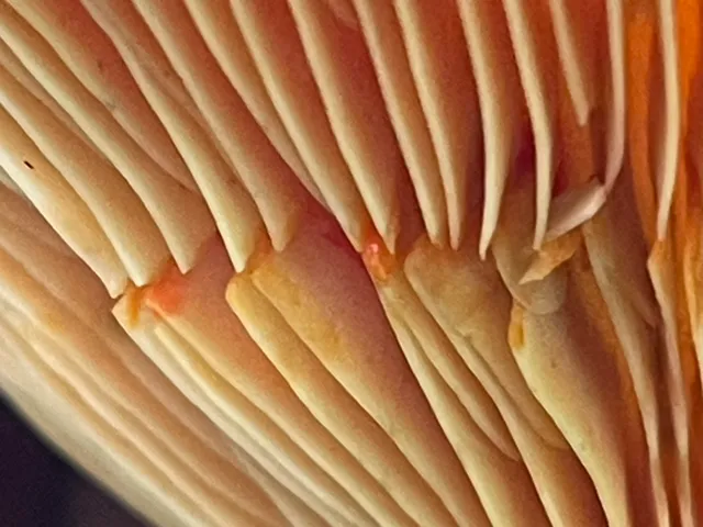 False Saffron Milkcap