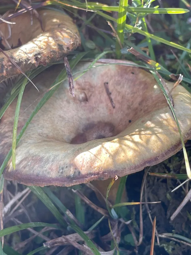 False Saffron Milkcap