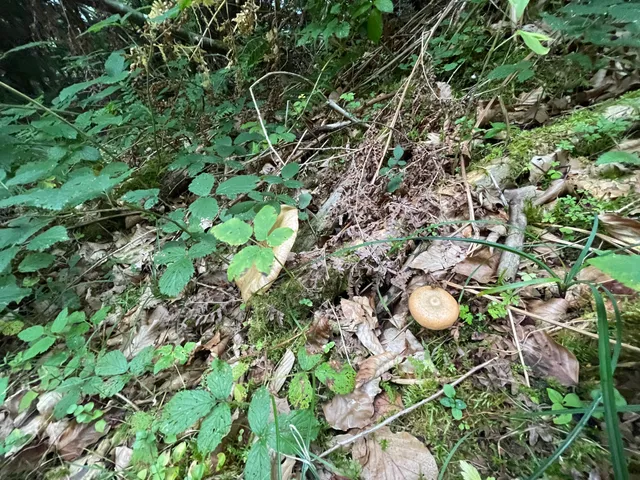 False Saffron Milkcap