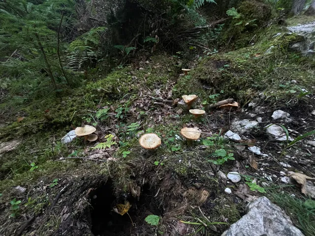 False Saffron Milkcap