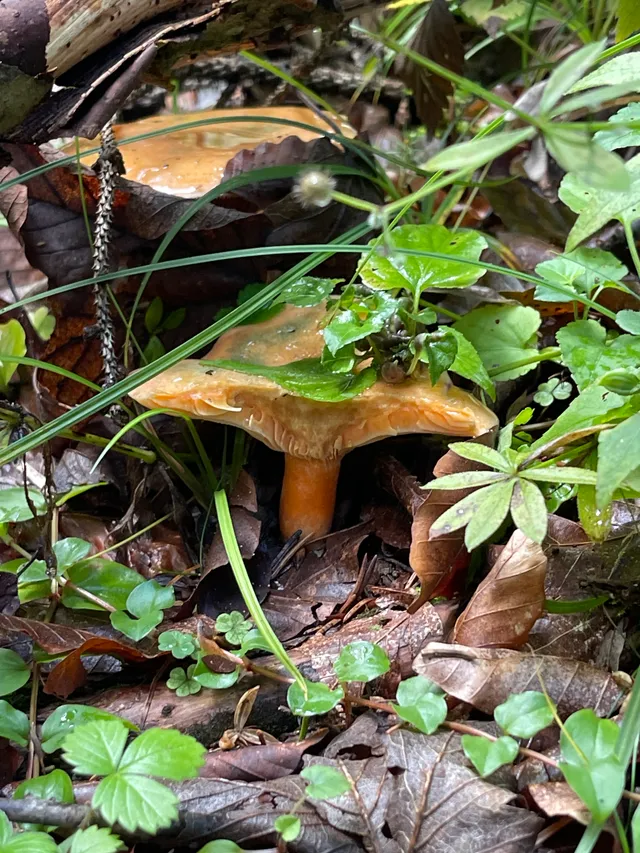 False Saffron Milkcap
