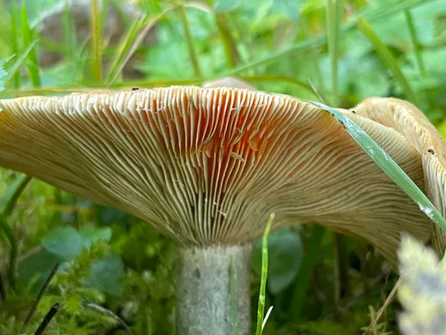False Saffron Milkcap