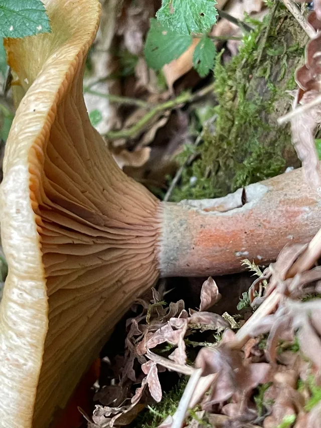 False Saffron Milkcap