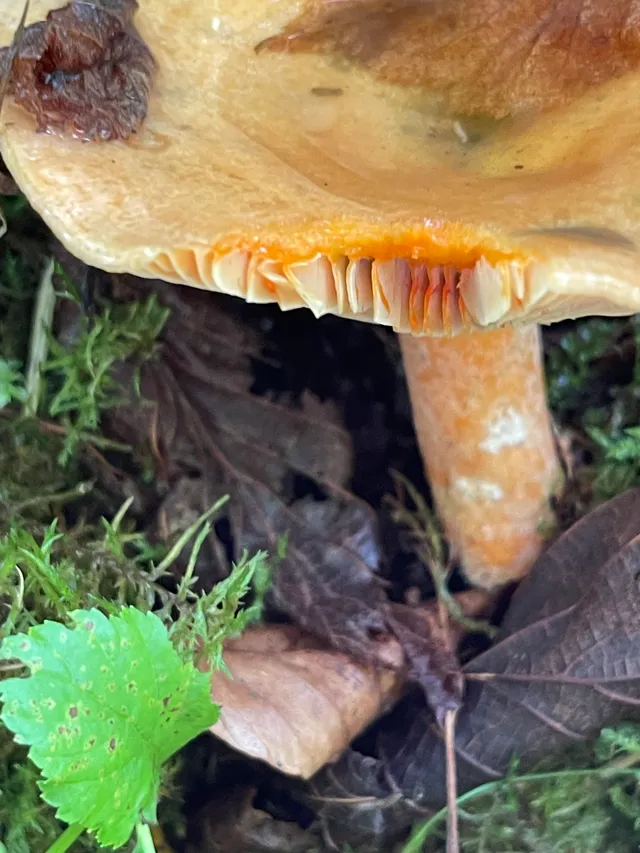 False Saffron Milkcap