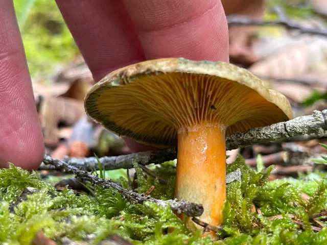 False Saffron Milkcap