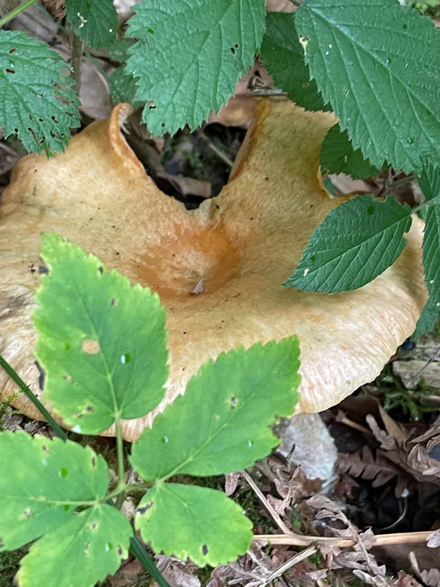 False Saffron Milkcap
