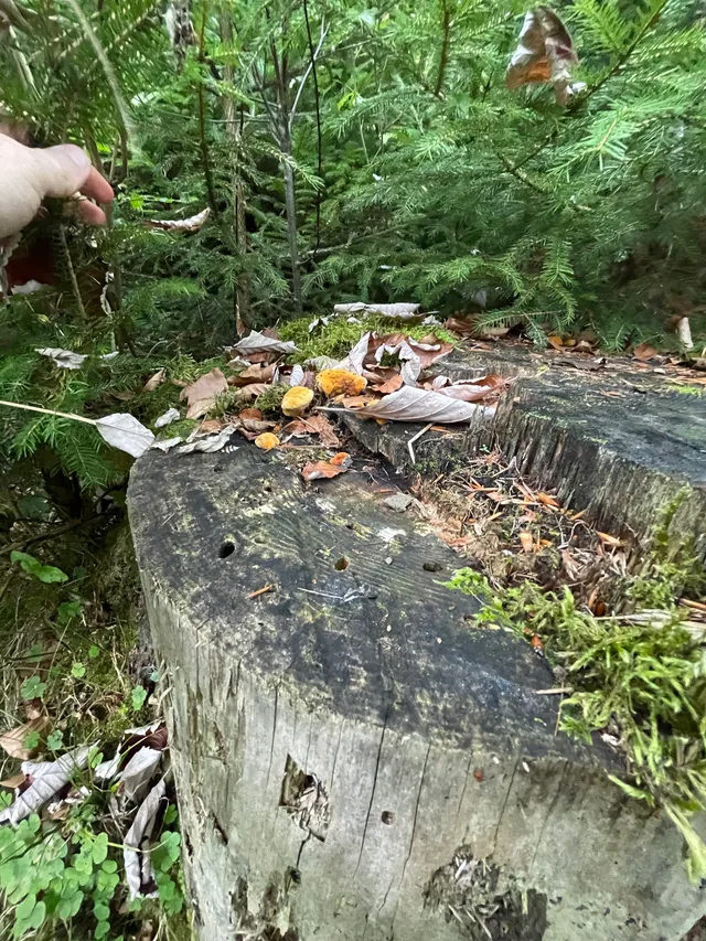 Chicken of the Woods