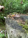 Chicken of the Woods