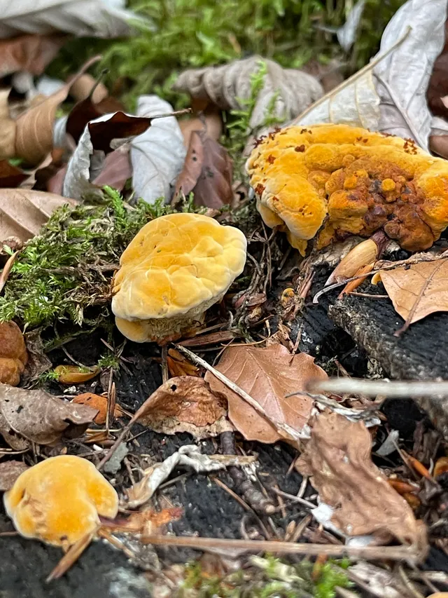 Chicken of the Woods