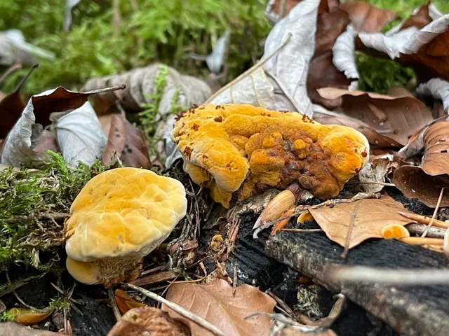 Chicken of the Woods