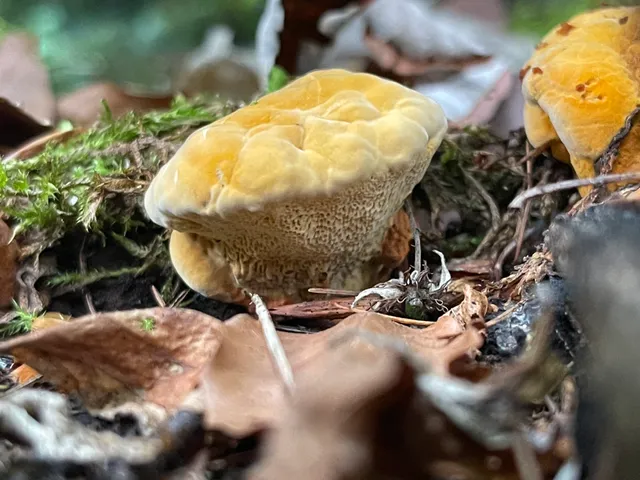 Chicken of the Woods