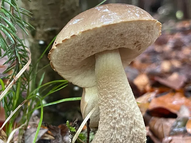 Brown Birch Bolete