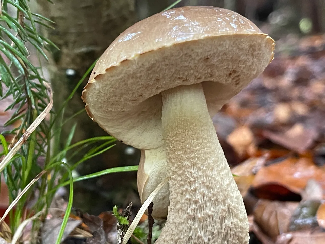 Brown Birch Bolete — 1