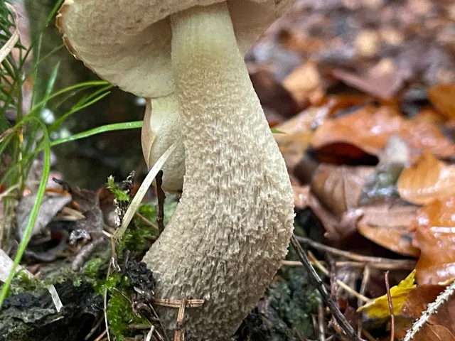 Brown Birch Bolete