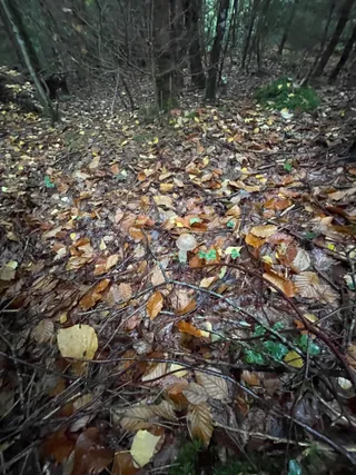 Brown Birch Bolete — 2