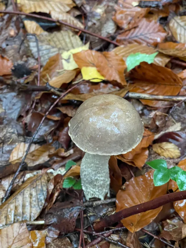 Brown Birch Bolete