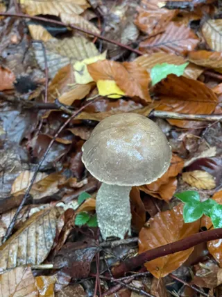 Brown Birch Bolete — 3