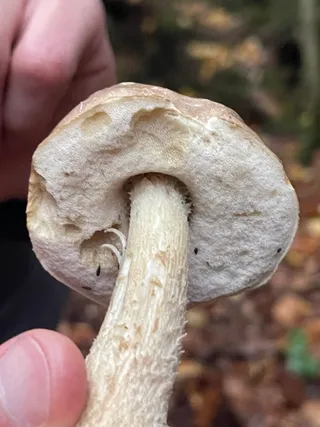 Brown Birch Bolete — 4