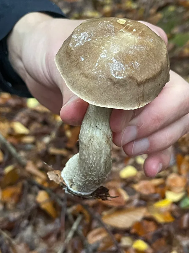 Brown Birch Bolete