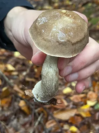 Brown Birch Bolete — 5