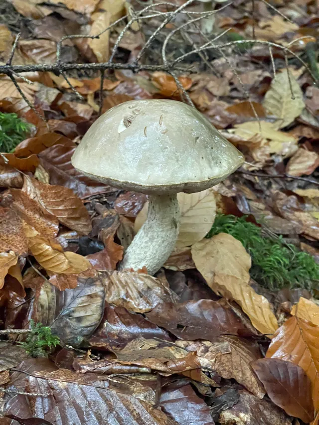 Brown Birch Bolete